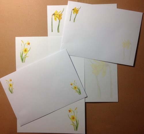 Colourful daffodil flowers - colourful,